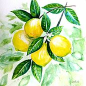 Mi Proyecto del curso: Ilustración botánica con acuarela - Limones en Invierno. Traditional illustration, Fine Arts, Painting, Drawing, Watercolor Painting, and Botanical Illustration project by Stephanie Charpentier - 10.25.2021
