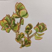 Mon projet du cours : Carnet de croquis botanique : une approche méditative. Drawing, Watercolor Painting, and Botanical Illustration project by Stephany Dreamcolor - 10.27.2021