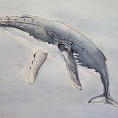 Tecnicas de ilustración nauralista: ballenas en acuarela . Watercolor Painting project by MANUEL BOROBIO DE MIGUEL - 10.30.2021