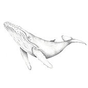 Ballena Jorobada desde Chiloé. Un proyecto de Ilustración tradicional de Cami Ricardi Contreras - 01.02.2021