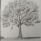 Sketch of an Oak Tree Ein Projekt aus dem Bereich Traditionelle Illustration von Ilias Zervas - 30.10.2021