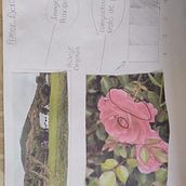 Mi Proyecto del curso: Daniela De Leon. Traditional illustration, Watercolor Painting, Architectural Illustration, and Sketchbook project by durnosky2020 - 10.30.2021