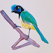 Green Jay Ein Projekt aus dem Bereich Traditionelle Illustration, Aquarellmalerei, Realistische Zeichnung und Naturalistische Illustration von Anna G. - 01.11.2021