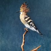 My project in Classical Oil Painting for Naturalist Bird Portraiture course. Fine Arts, Painting, Oil Painting, and Naturalistic Illustration project by corinnegoedbloed - 02.11.2022