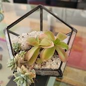 Mi Proyecto del curso: Terrario en forma de diamante . Un projet de Création d'accessoires, Design d'intérieur, Décoration, DIY , et Art floral et végétal de María Angélica - 02.11.2021