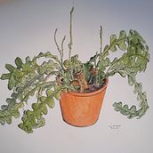  My plant studies . Traditional illustration project by Elizabeth Milkau - 11.03.2021