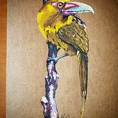 Meu projeto do curso: Ilustração naturalista de aves com aquarela. Traditional illustration, Watercolor Painting, Realistic Drawing, and Naturalistic Illustration project by Werneck Castro - 11.04.2021