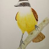 Mi Proyecto del curso: Ilustración naturalista de aves con acuarela. Un progetto di Illustrazione tradizionale, Pittura ad acquerello, Disegno realistico e Illustrazione naturalistica di Mariel Mogollón Luna - 06.11.2021
