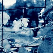 Mi Proyecto del curso: Cianotipia: técnica de impresión con luz Ein Projekt aus dem Bereich H, werk, Bildende Künste, Prägung, DIY und Analogfotografie von Tania Solis - 06.11.2021