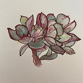 First succulent in colour . Botanical Illustration project by Barbara Ewing - 11.06.2021