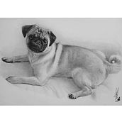 Retrato realista de mi perro con grafito. Traditional illustration, Fine Arts, Sketching, Pencil Drawing, Drawing, Portrait Drawing, Realistic Drawing, Artistic Drawing, and Figure Drawing project by Victor Velázquez Cámara - 09.16.2021