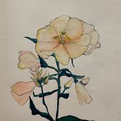 Flore. Een project van Traditionele illustratie, Tekening met potlood,  Tekening y  Artistieke tekening van Valentine * - 07.11.2021