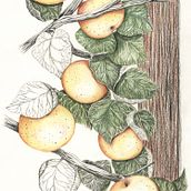 My Botanical Illustration. Traditional illustration project by Paulina Polcyn Nowacka - 11.08.2021