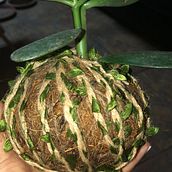 Mi Proyecto del curso: Kokedamas: crea macetas naturales de musgo. Arts, Crafts, Interior Design, L, scape Architecture, Decoration, DIY, Floral, and Plant Design project by sanchez_larissan - 11.08.2021