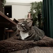 Mon projet du cours : Photographie lifestyle de chiens et chats . % julien bertin tarafından hazırlanan Fotoğrafçılık, Portre Fotoğrafçılığı, Instagram Fotoğrafçılığı, Belgesel Fotoğrafçılık, Ve Yaşam Tarzı Fotoğrafçılığı projesi - 11.11.2021