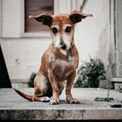 Mi Proyecto del curso: Fotografía lifestyle de perros Ein Projekt aus dem Bereich Fotografie, Porträtfotografie, Fotografie für Instagram, Dokumentarfotografie, Lifest und le-Fotografie von iraiaaguirre - 26.10.2021