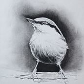 My project in Artistic Watercolor Techniques for Illustrating Birds course. Un proyecto de Ilustración tradicional, Pintura a la acuarela, Dibujo realista e Ilustración naturalista				 de Kristin Herman - 01.12.2021