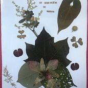 Naturaleza mi medicina. Creativit project by Socorro Loáisiga - 11.08.2021