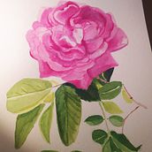 Mi Proyecto del curso: Ilustración botánica con acuarela. Projekt z dziedziny Trad, c, jna ilustracja,  Sztuki piękne,  Malarstwo,  R, sunek, Malowanie akwarelą, R i sunek botaniczn użytkownika Maria Granadero Bello - 13.11.2021