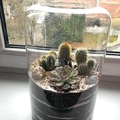 Mój projekt z kursu: Sztuka roślinna: stwórz swoje własne otwarte terrarium. Projekt z dziedziny Projektowanie wnętrz, Architektura krajobrazu,  Dekoracja wnętrz, DIY, Kompoz i cje kwiatowe i botaniczne użytkownika Monika Brzezińska - 14.11.2021