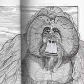 Meu projeto do curso: Ilustração com tinta e bico de pena: registre o mundo natural. Sketching, Drawing, Artistic Drawing, Sketchbook, Ink Illustration, and Naturalistic Illustration project by pivato - 11.14.2021