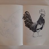 Il mio progetto del corso: Sketching quotidiano sul mondo animale.. Un projet de Illustration traditionnelle, Esquisse , Créativité, Dessin , et Carnet de croquis de seforasalerno - 15.11.2021