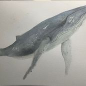 My project in Naturalist Illustration Techniques: Whales in Watercolor course. Een project van Traditionele illustratie van mflynn0128 - 15.11.2021