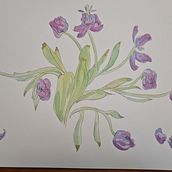My project in Botanical Sketchbooking: A Meditative Approach course. Traditional illustration, Sketching, Drawing, Watercolor Painting, Botanical Illustration, and Sketchbook project by Lee-Fay Low - 10.19.2021