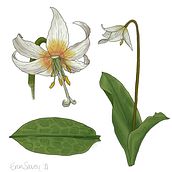 Native Plants of the PNW- Willamette Valley. Ilustração tradicional projeto de sb3ksavoy - 16.11.2021