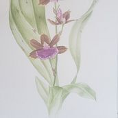 Ilustração Botânica. Fine Arts, Painting, Drawing, Watercolor Painting, Realistic Drawing, and Botanical Illustration project by Antonio Schrega - 11.16.2021