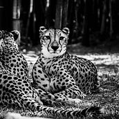 Black & White Bird & Animal Photography. Photograph project by Annie Wood - 11.16.2021