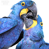 Kisses in Blue Ein Projekt aus dem Bereich Bildende Künste, Malerei, Bleistiftzeichnung und Zeichnung von Monique Castellani-Kraan - 10.04.2021