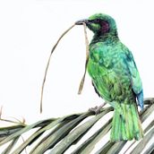 Visitor in Green Ein Projekt aus dem Bereich Bildende Künste, Bleistiftzeichnung, Zeichnung und Malerei von Monique Castellani-Kraan - 26.07.2020