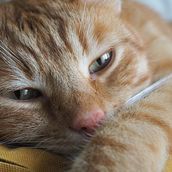 Il mio progetto del corso: Introduzione alla fotografia di cani e gatti. Photograph, Portrait Photograph, Studio Photograph, Documentar, Photograph, Lifest, le Photograph & Interior Photograph project by Patrizia Robetti - 11.18.2021
