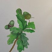 Drawing with pencil . % Nina Pearson tarafından hazırlanan Geleneksel illüstrasyon projesi - 11.19.2021