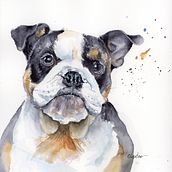 My project in Expressive Animal Portraits in Watercolor course. Projekt z dziedziny Trad, c, jna ilustracja, Malowanie akwarelą, R, sunek realist, czn, Ilustracja naturalist i czna użytkownika Christine Detrick - 16.11.2021