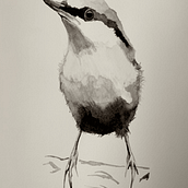 Beautiful Birds. Watercolor Painting project by Sammy Ashby - 11.20.2021