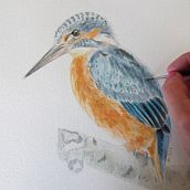 Mon projet du cours : Illustration naturaliste d'oiseaux à l'aquarelle le martin-pêcheur. Un proyecto de Ilustración tradicional, Pintura a la acuarela, Dibujo realista e Ilustración naturalista				 de fanny durand - 21.11.2021