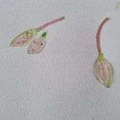 Meu projeto do curso: Ilustração botânica com aquarela. Traditional illustration, Fine Arts, Painting, Drawing, Watercolor Painting, and Botanical Illustration project by Annelise Sterzik - 11.21.2021