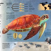 Infografía Chelonia mydas. Design Management, Information Design, Photograph, Post-production, Sculpture, Infographics, Pencil Drawing, and Drawing project by Lucía Camacho - 11.22.2021