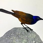 Grackle on rock. Un proyecto de Bellas Artes de Jessie Wood - 22.11.2021
