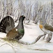El celo del Urogallo Cantábrico. Un proyecto de Pintura a la acuarela, Dibujo realista, Ilustración naturalista				 e Ilustración tradicional de Alba López Secades - 21.11.2021