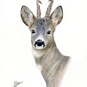 Corzo macho . Un proyecto de Ilustración tradicional, Dibujo realista y Pintura a la acuarela de Alba López Secades - 22.11.2021