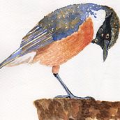 Mi Proyecto del curso: Acuarela artística para ilustración de aves. Projekt z dziedziny Trad, c, jna ilustracja, Malowanie akwarelą, R, sunek realist, czn, Ilustracja naturalist i czna użytkownika gburguettem - 23.11.2021