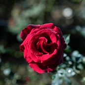 Calendario . % victor rosario tarafından hazırlanan Fotoğrafçılık projesi - 11.23.2021