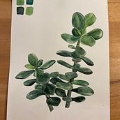 Mein Kursprojekt: Botanisches Aquarell: illustriere die Anatomie der Blumen. Un proyecto de Ilustración tradicional, Bellas Artes, Pintura, Dibujo, Pintura a la acuarela e Ilustración botánica de alina_trischler - 23.11.2021