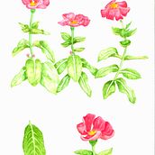 Mi Proyecto del curso: Acuarela botánica: ilustra la anatomía de las flores. Traditional illustration, Fine Arts, Painting, Drawing, Watercolor Painting, and Botanical Illustration project by soycalero - 11.24.2021