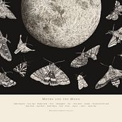 Moths and the Moon. Un proyecto de Ilustración tradicional de stephlecocq - 18.11.2021