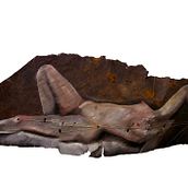 Venus of Denver. Un proyecto de Pintura al óleo, Multimedia y Tejido de Annelise sandberg - 26.11.2021