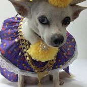 Mis Diseños Caninos. Diseños y confecciono Ropa Tipica para Mascotas y quisiera poder bicentenario mis diseños de manera profesional. Projekt z dziedziny Fotografia użytkownika Hely Cortez - 27.11.2021